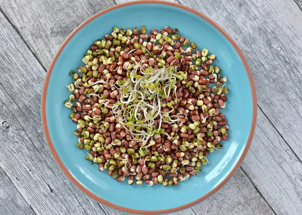 Fasulye Salatası Tabakta — Stok fotoğraf