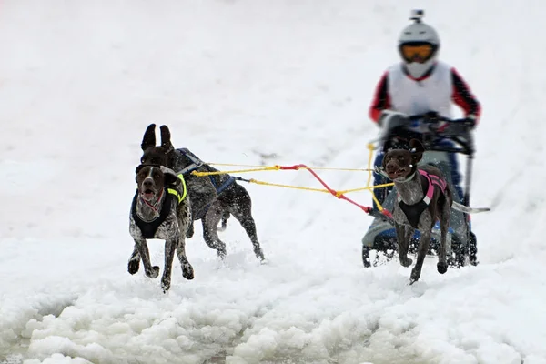 Cane Slittino Inverno — Foto Stock