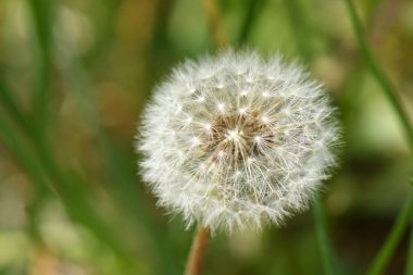 Yeşil arka planda karahindiba çiçeği