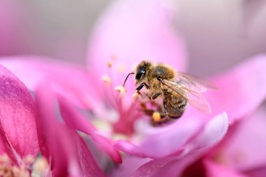 Çiçekteki bal arısı