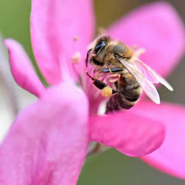 蜜蜂在夏天 — 图库照片