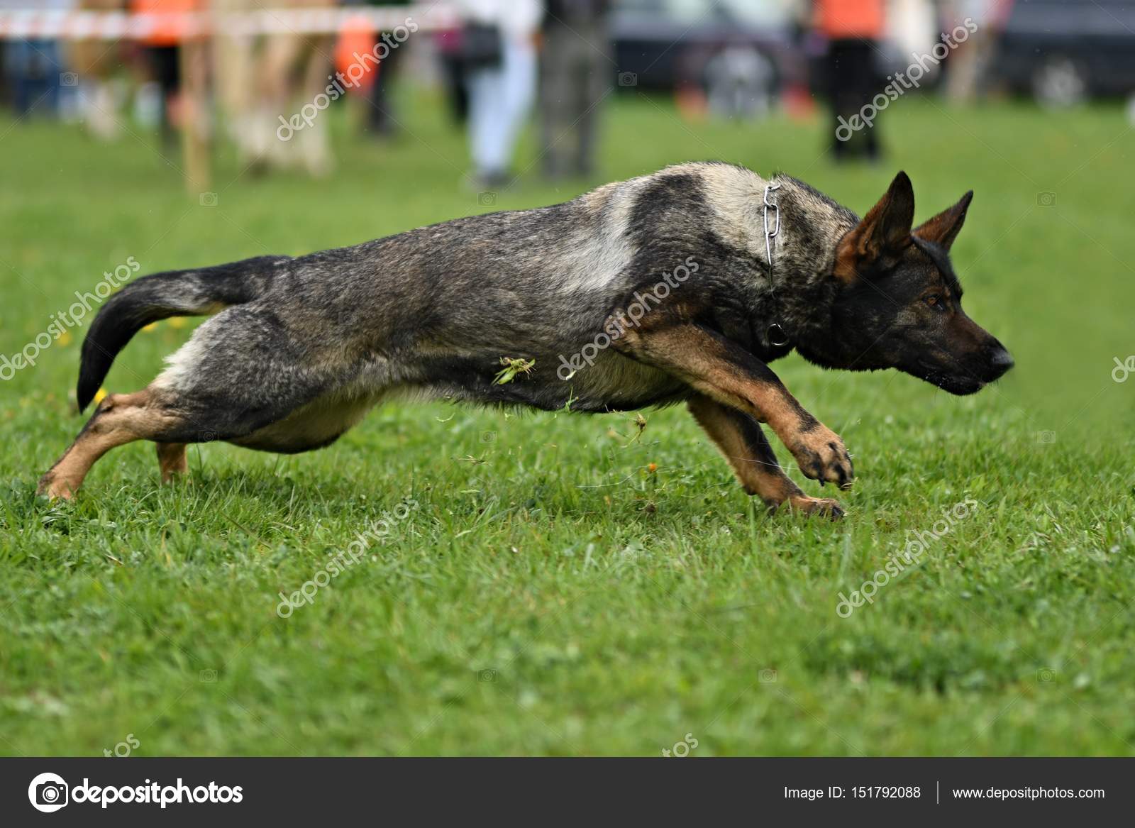 Cane Da Pastore Tedesco Cane Da Guardia Cane Poliziotto Foto