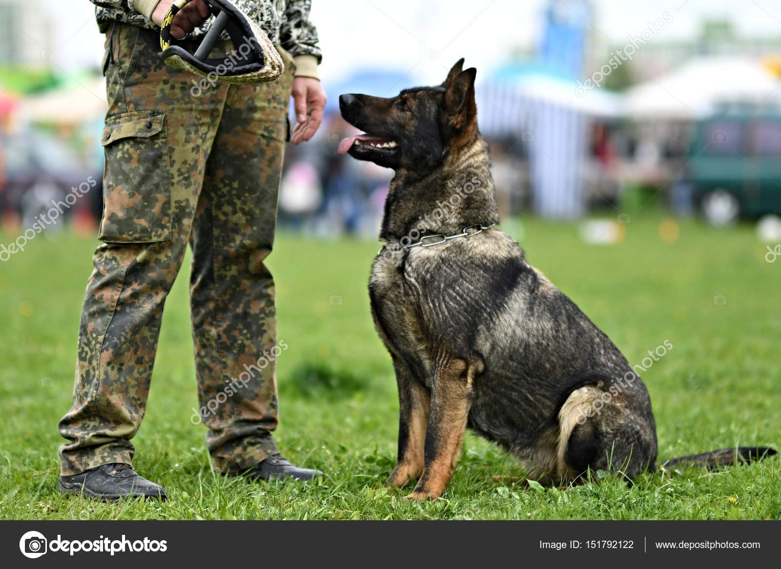 Cane Da Pastore Tedesco Cane Da Guardia Cane Poliziotto Foto