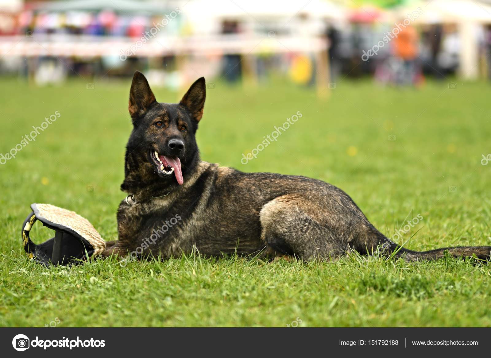 Cane Da Pastore Tedesco Cane Da Guardia Cane Poliziotto Foto