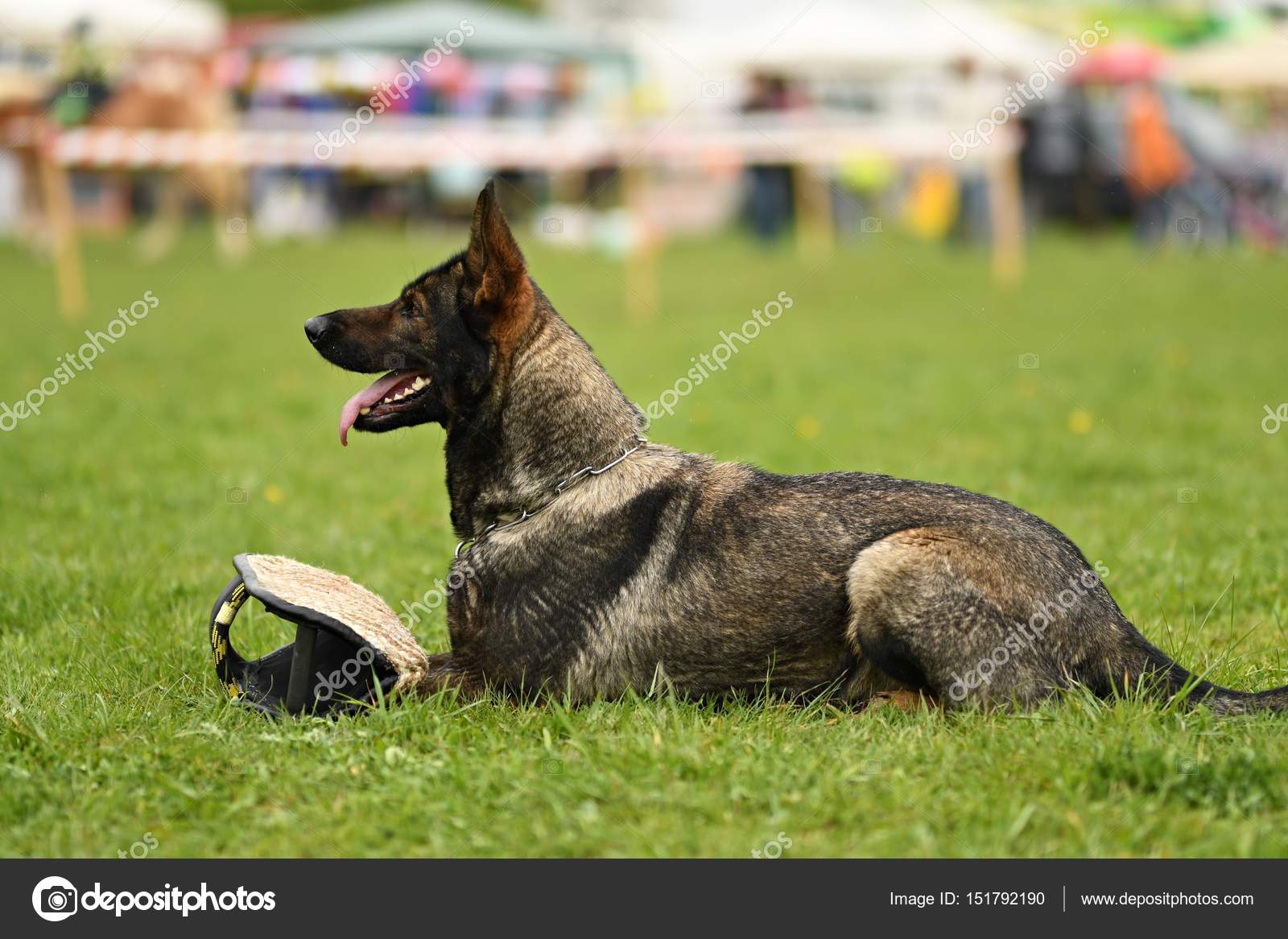 Chien De Berger Allemand Chien De Garde Chien Policier