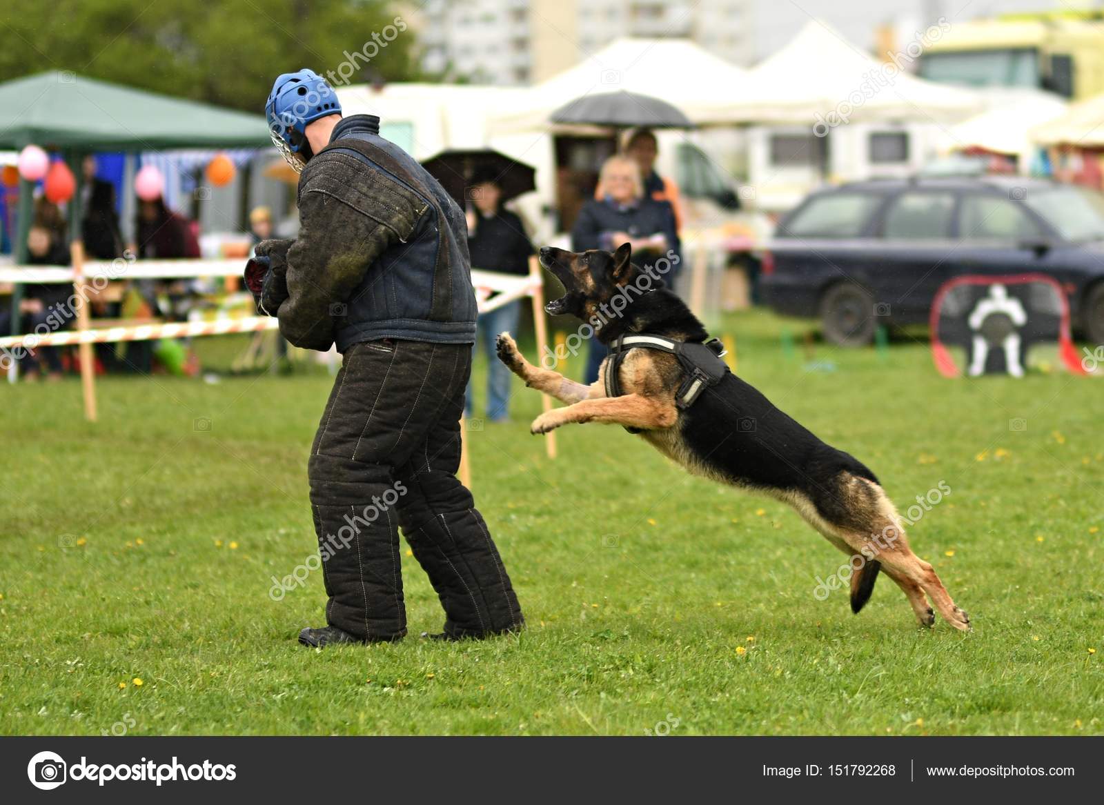 Cane Da Pastore Tedesco Cane Da Guardia Cane Poliziotto Foto