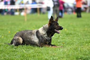 Alman çoban köpeği. Bekçi köpeği, polis köpeği