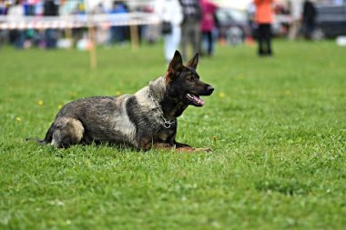 Alman çoban köpeği. Bekçi köpeği, polis köpeği