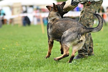 Alman çoban köpeği. Bekçi köpeği, polis köpeği