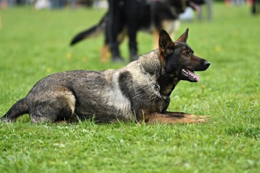 Alman çoban köpeği. Bekçi köpeği, polis köpeği