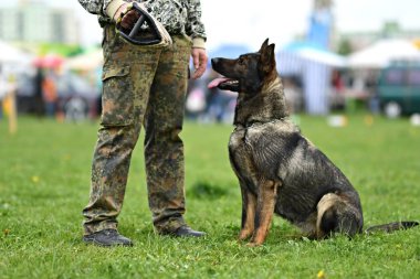 Alman çoban köpeği. Bekçi köpeği, polis köpeği