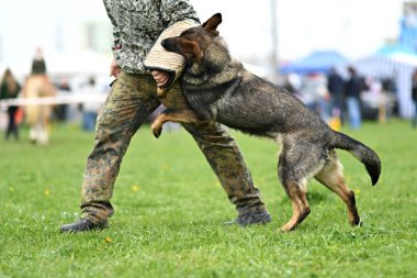 Alman çoban köpeği. Bekçi köpeği, polis köpeği