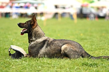 Alman çoban köpeği. Bekçi köpeği, polis köpeği