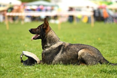 Alman çoban köpeği. Bekçi köpeği, polis köpeği
