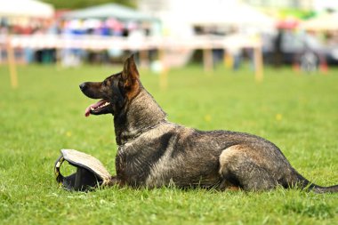 Alman çoban köpeği. Bekçi köpeği, polis köpeği