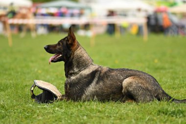 Alman çoban köpeği. Bekçi köpeği, polis köpeği