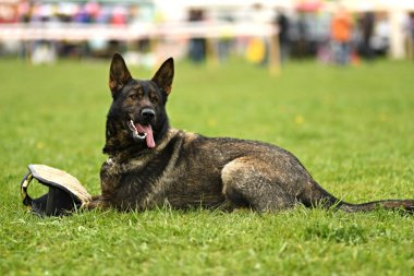 Alman çoban köpeği. Bekçi köpeği, polis köpeği