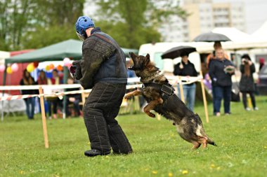 Alman çoban köpeği. Bekçi köpeği, polis köpeği