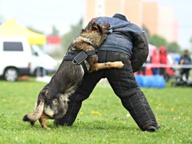 Alman çoban köpeği. Bekçi köpeği, polis köpeği