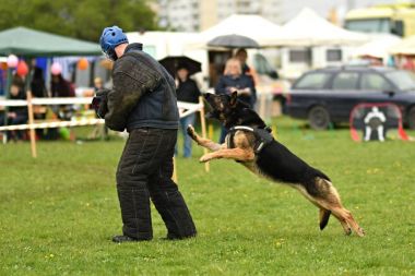 Alman çoban köpeği. Bekçi köpeği, polis köpeği