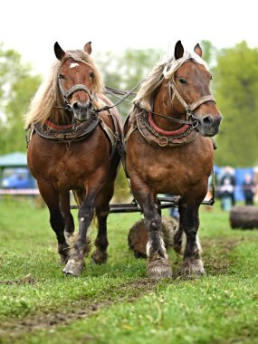 Koşumlu iki güzel at.