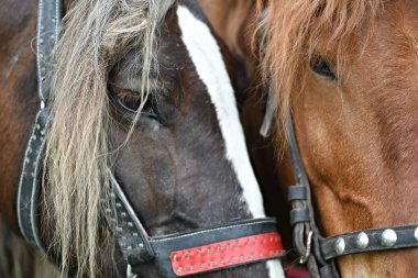 At kafasının yakınına.