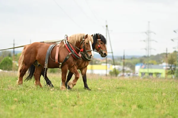 Two Beautiful Horses Harness — Stock Photo, Image