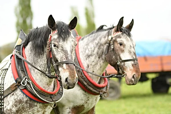 Deux Beaux Chevaux Harnais — Photo