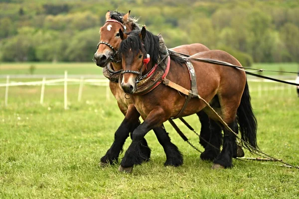 Två Vackra Hästar Sele — Stockfoto