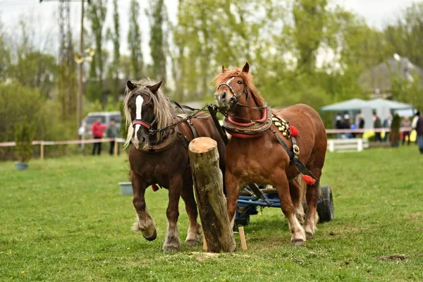 Two Beautiful Horses Harness — Stock Photo, Image