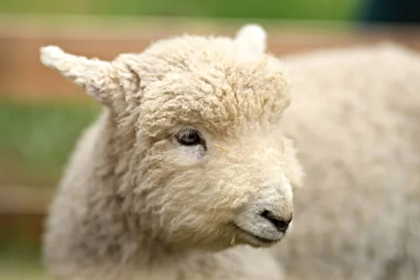 Mouton Pelucheux Blanc Dans Herbe — Photo