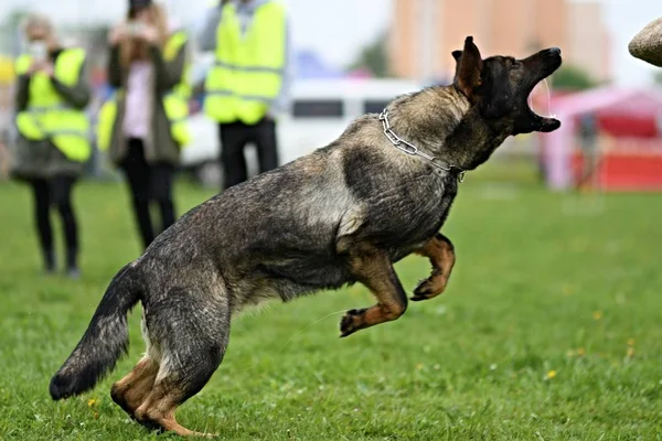 Німецька вівчарка. Сторожовий собака, собака поліції — стокове фото