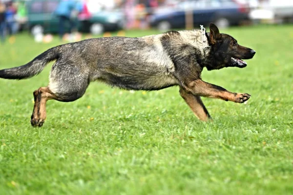 Német juhászkutya. Őr kutya, rendőrség kutya — Stock Fotó