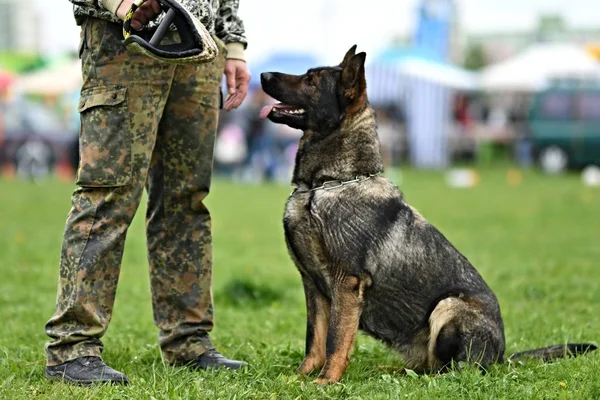 德国牧羊犬。警犬护卫犬 — 图库照片