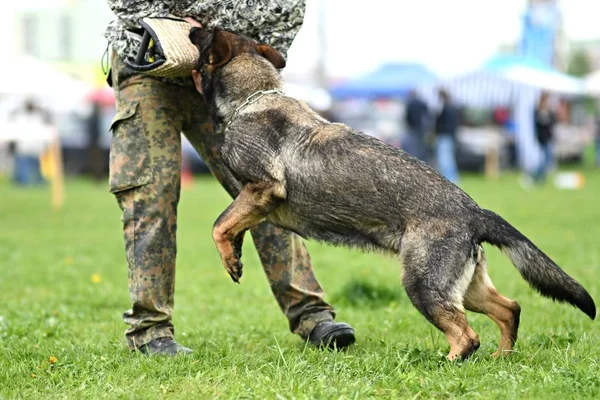 Alman çoban köpeği. Bekçi köpeği, polis köpeği — Stok fotoğraf