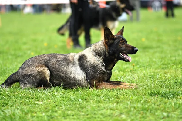 Alman çoban köpeği. Bekçi köpeği, polis köpeği — Stok fotoğraf