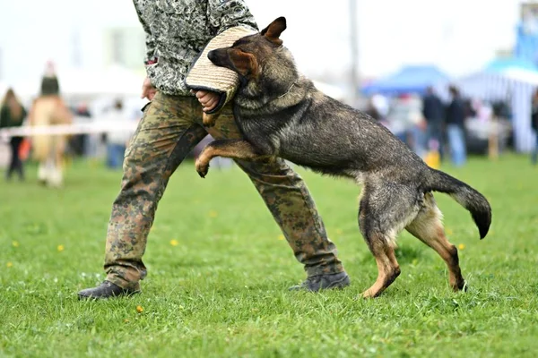 Perro pastor alemán. Perro guardián, perro policía —  Fotos de Stock