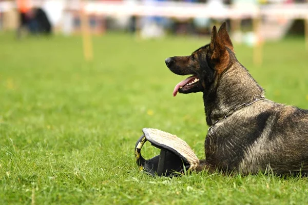 Alman çoban köpeği. Bekçi köpeği, polis köpeği — Stok fotoğraf