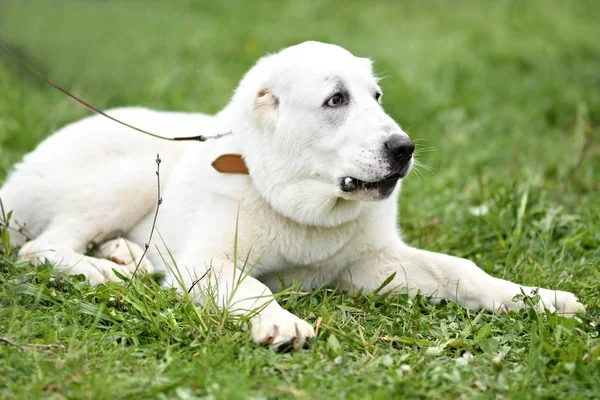 Witte Hond Liggend Gras — Stockfoto