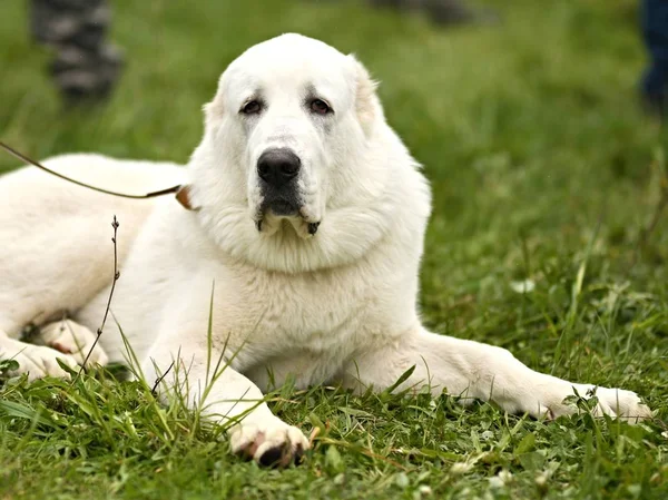 Pies Golden Retriever Trawie — Zdjęcie stockowe
