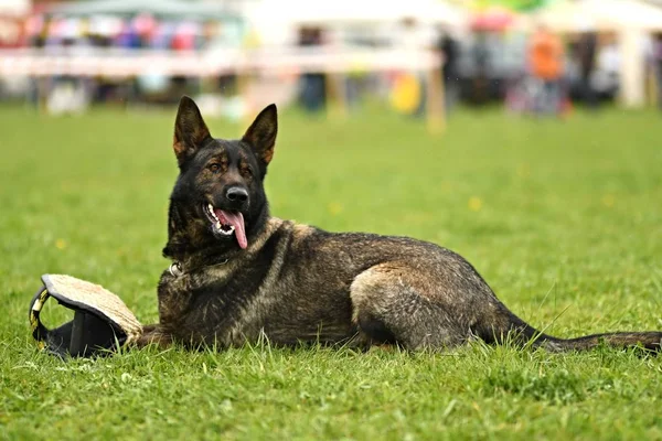 Německý ovčák. Hlídací pes, policejní pes — Stock fotografie
