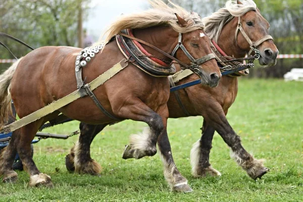 Deux Beaux Chevaux Harnais — Photo