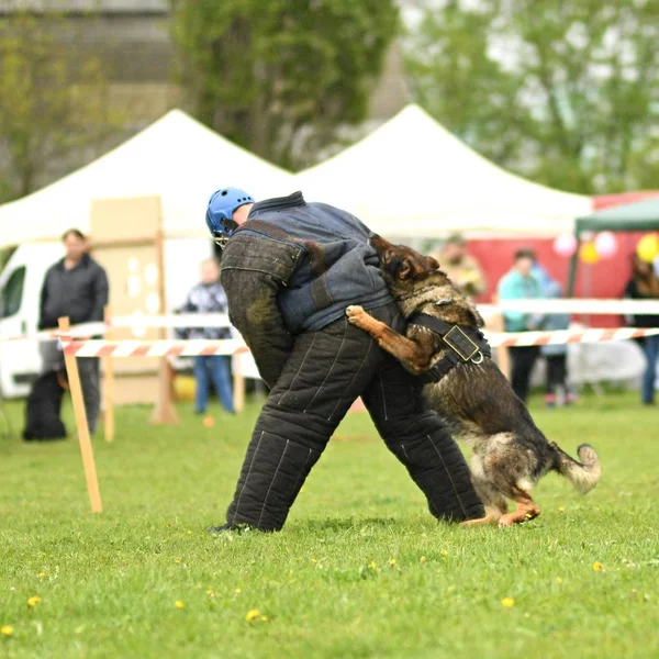 Tysk fårhund. Vakthund, polishund — Stockfoto