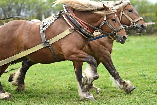 Две Красивые Лошади Упряжке — стоковое фото