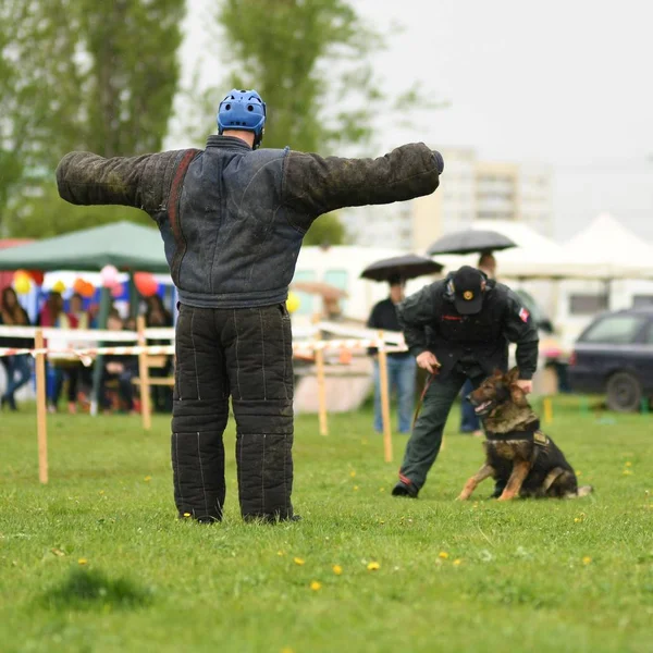 Deutscher Schäferhund. Wachhund, Polizeihund — Stockfoto