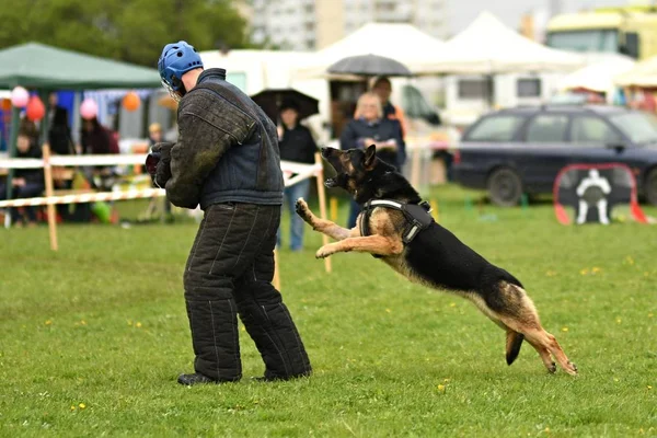 德国牧羊犬。警犬护卫犬 — 图库照片