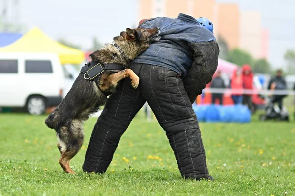 Owczarek niemiecki. Psy stróżujące, policja pies — Zdjęcie stockowe
