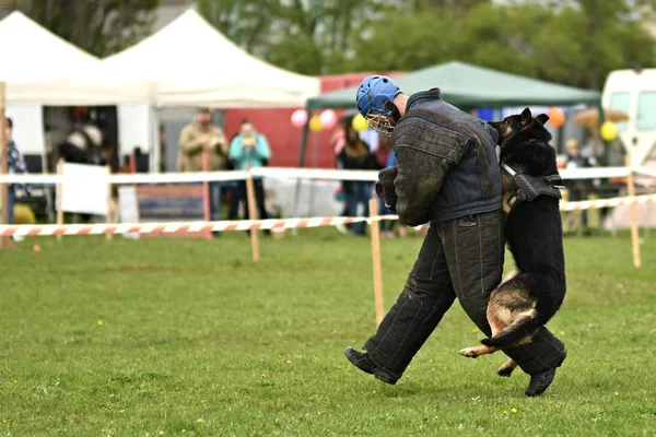 German Sheepdog. Guard Dog, Police Dog — Stock Photo, Image