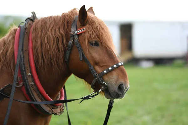 Portrait Gros Plan Belle Tête Cheval — Photo