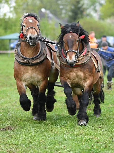 Dwa Piękne Konie Uprzęży — Zdjęcie stockowe